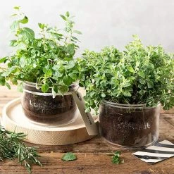 Luigi Bormioli Lock-Eat Food Jar 17oz -Curious Shop 17 4