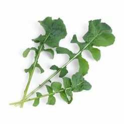 Veritable® Lingot Seed Pod | Organic Arugula -Curious Shop arugula 1 1