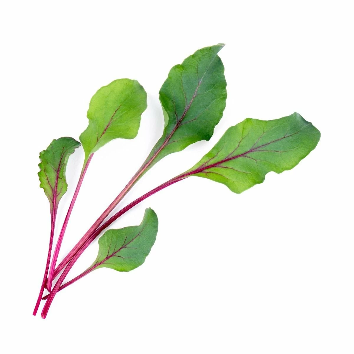 Veritable® Lingot Seed Pod | Organic Beet Greens 4 Veritable® Lingot Seed Pod | Organic Beet Greens - Image 2