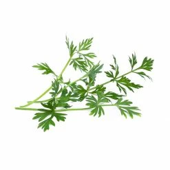 Veritable® Lingot Seed Pod | Cumin -Curious Shop caraway 1