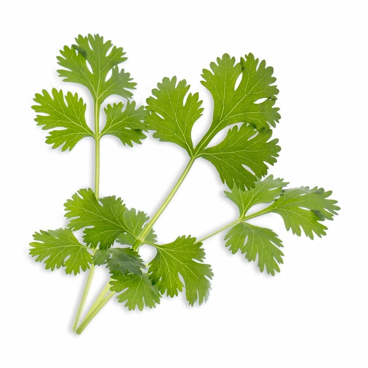 Veritable® Lingot Seed Pod | Organic Cilantro 4 Veritable® Lingot Seed Pod | Organic Cilantro - Image 2