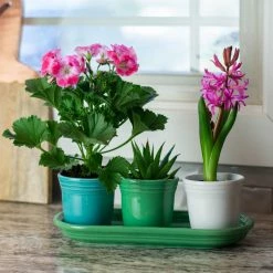 Fiesta® Windowsill Garden Set | Cool -Curious Shop coolgarden