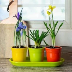 Fiesta® Windowsill Garden Set | Bright -Curious Shop ekbhlcwsillbright style1