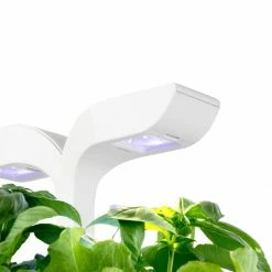 Veritable Exky® CLASSIC Garden -Curious Shop exkyclassic10