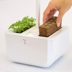 Veritable Exky® CLASSIC Garden -Curious Shop exkyclassic4