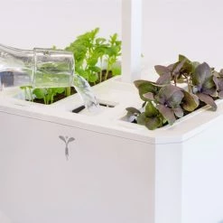 Veritable Exky® CLASSIC Garden -Curious Shop exkyclassic5