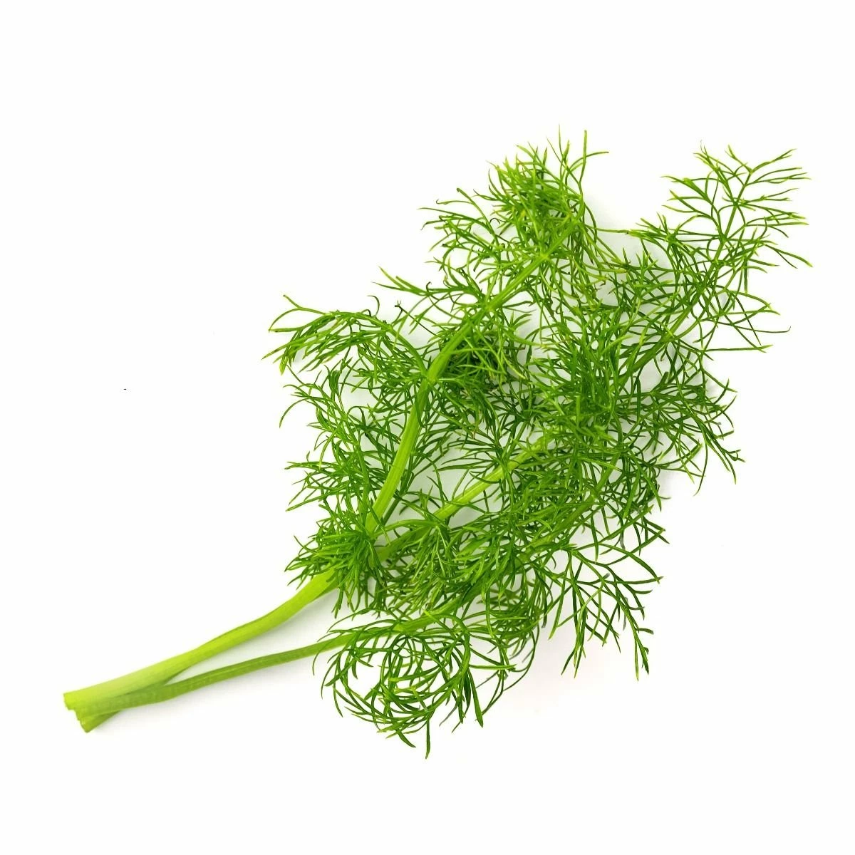 Veritable® Lingot Seed Pod | Fennel 4 Veritable® Lingot Seed Pod | Fennel - Image 2