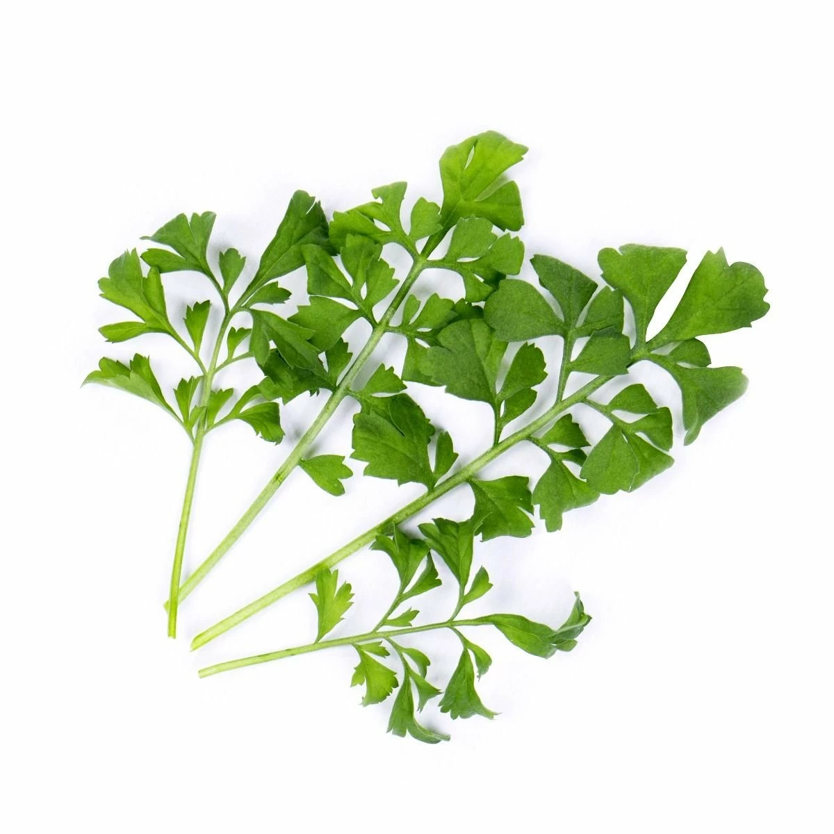 Veritable® Lingot Seed Pod | Organic Garden Cress 4 Veritable® Lingot Seed Pod | Organic Garden Cress - Image 2