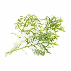 Veritable® Lingot Seed Pod | Organic Golden Frill Mustard 5 Veritable® Lingot Seed Pod | Organic Golden Frill Mustard -Curious Shop golden frill mustard 1