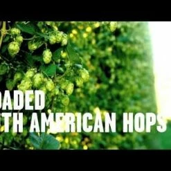 Brooklyn Brew Shop Beer Making Kit | Everyday IPA -Curious Shop hqdefault 30 36