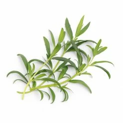 Veritable® Lingot Seed Pod | Organic Hyssop -Curious Shop hyssop 1