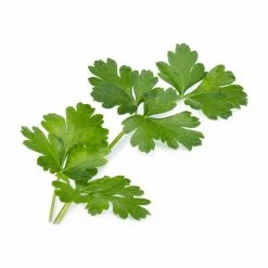 Veritable® Lingot Seed Pods | Italian Herb Collection -Curious Shop italian parsley 1 1