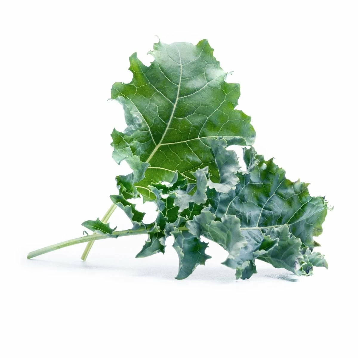Veritable® Lingot Seed Pod | Organic Kale 4 Veritable® Lingot Seed Pod | Organic Kale - Image 2