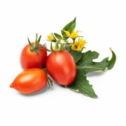 Specialty Tools Shop -Curious Shop mini red tomato 1