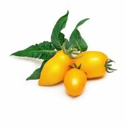 Veritable® Lingot Seed Pod | Mini Yellow Tomato 5 Veritable® Lingot Seed Pod | Mini Yellow Tomato -Curious Shop mini yellow tomato 1