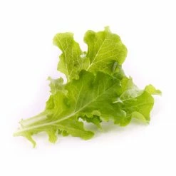 Veritable® Lingot Seed Pod | Organic Oakleaf Lettuce 5 Veritable® Lingot Seed Pod | Organic Oakleaf Lettuce -Curious Shop oakleaf lettuce 1