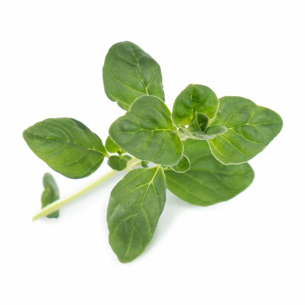 Veritable® Lingot Seed Pod | Organic Oregano 4 Veritable® Lingot Seed Pod | Organic Oregano - Image 2
