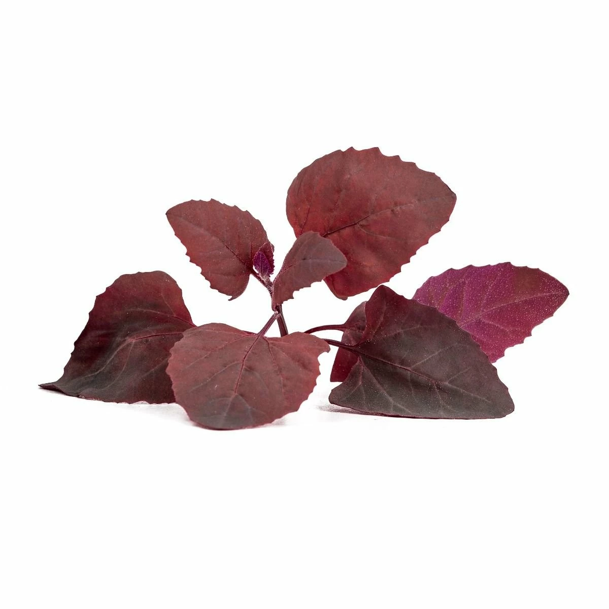 Veritable® Lingot Seed Pod | Red Orach 4 Veritable® Lingot Seed Pod | Red Orach - Image 2