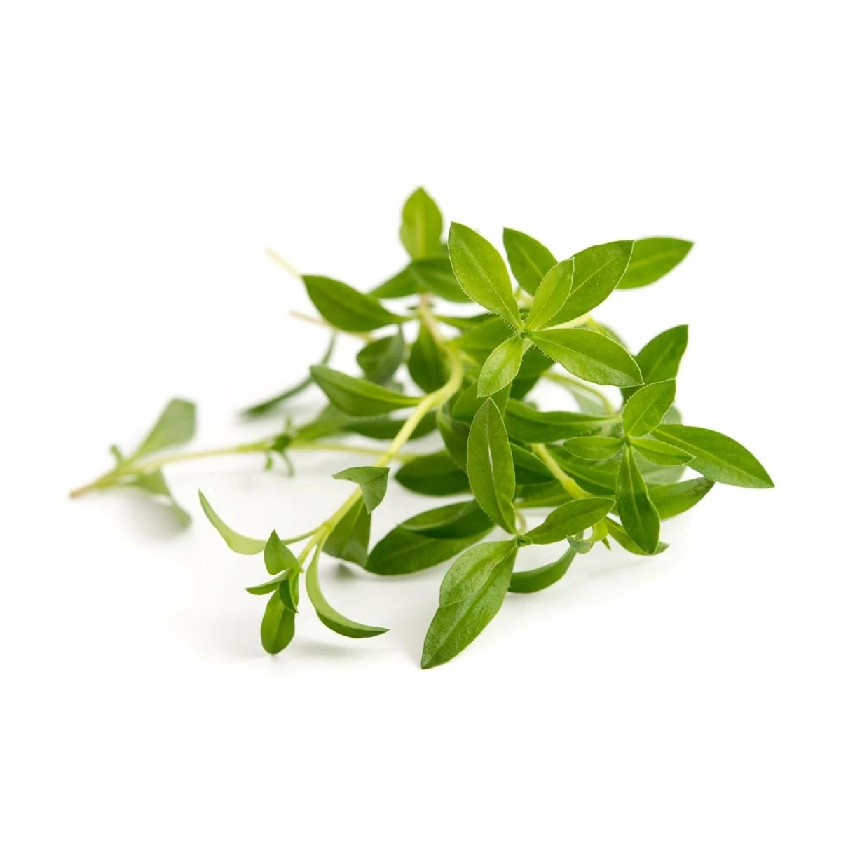 Veritable® Lingot Seed Pod | Organic Savory 4 Veritable® Lingot Seed Pod | Organic Savory - Image 2