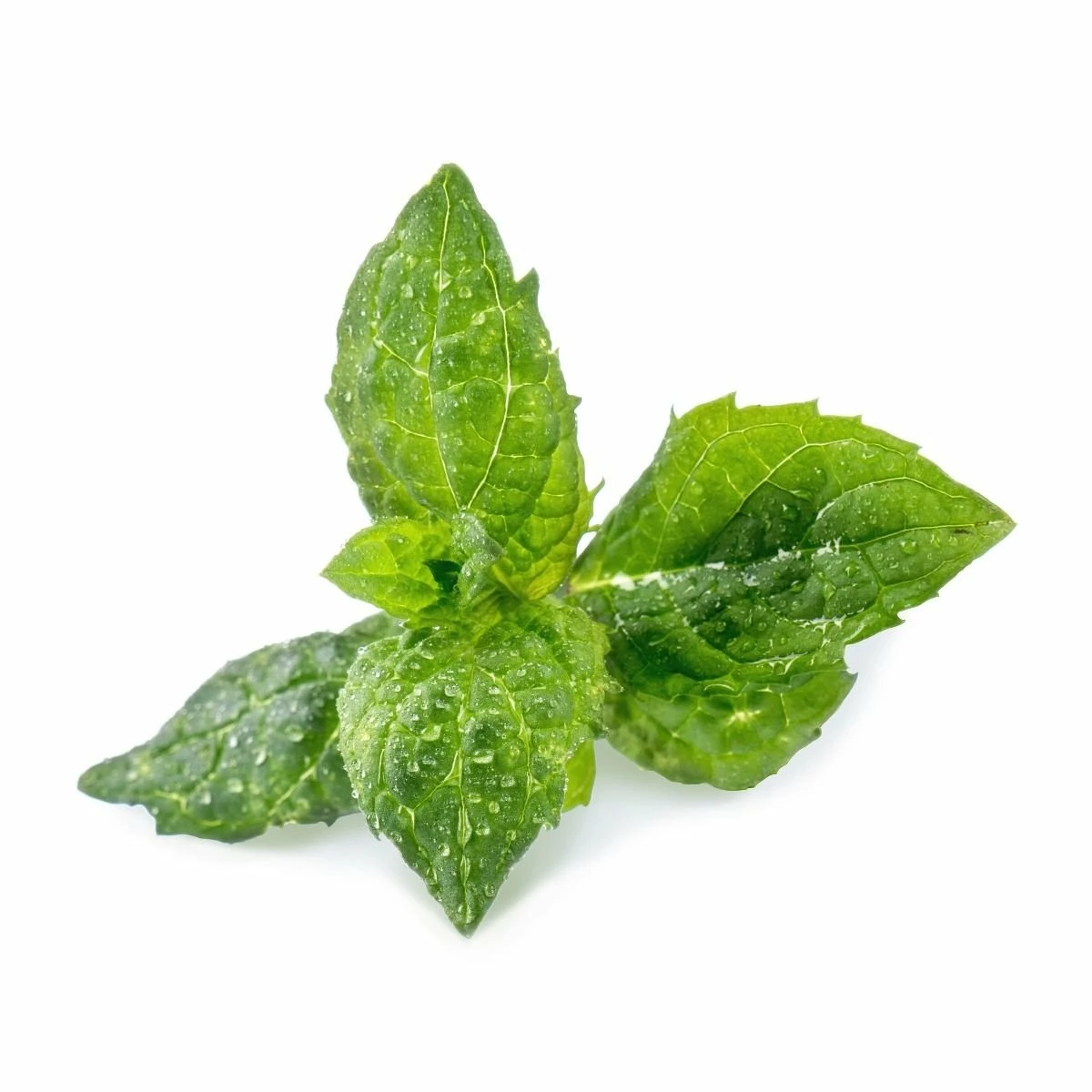 Veritable® Lingot Seed Pod | Spearmint 4 Veritable® Lingot Seed Pod | Spearmint - Image 2