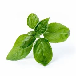 Veritable® Lingot Seed Pods | Italian Herb Collection -Curious Shop sweet basil 1 1