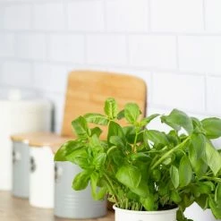 Typhoon Living Collection | Herb Planter - Cream -Curious Shop typhoon living herb planter cream1401.068 3