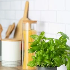 Typhoon Monochrome Collection | Herb Planter - Grey 5 Typhoon Monochrome Collection | Herb Planter - Grey -Curious Shop typhoon monochrome herb planter1401.069