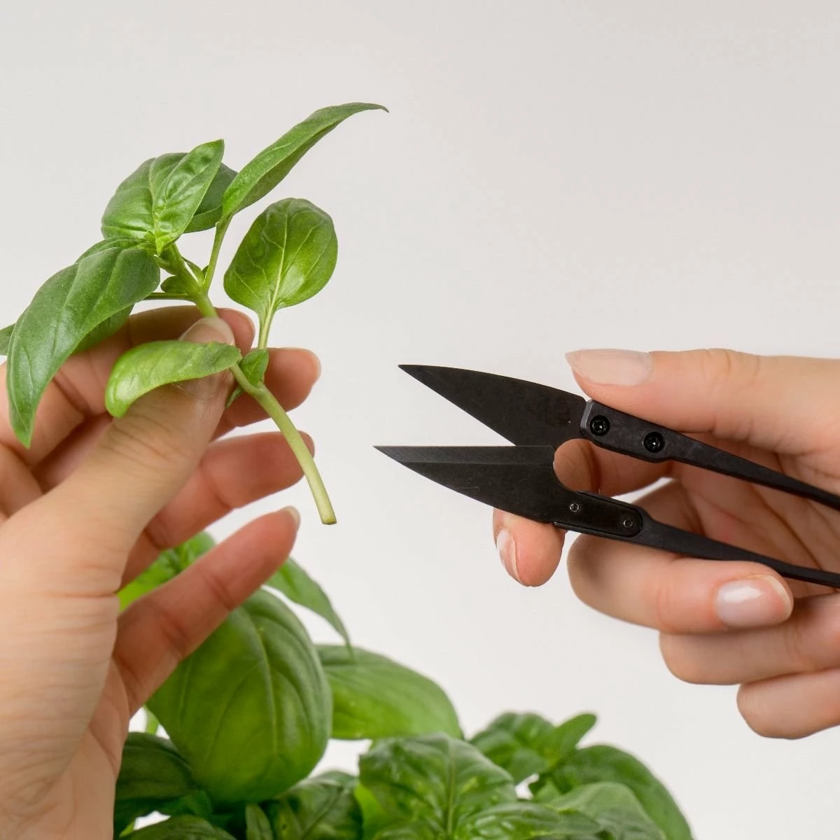 Veritable® Classic Garden Gift Set 14 Veritable® Classic Garden Gift Set - Image 12