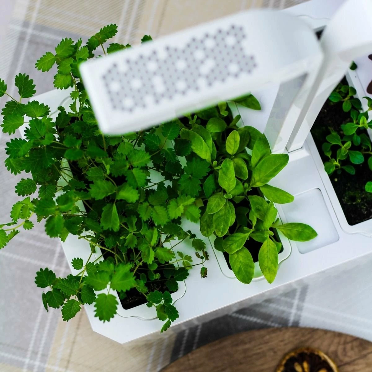 Veritable® CLASSIC Garden 11 Veritable® CLASSIC Garden - Image 9